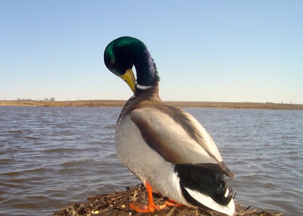 SW Minnesota duck pics Trail cam 041110 Duck Hunting Forum